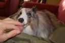 "Licky Nicky" always needs to communicate with me with a lick of the hand. The guy is so loving.